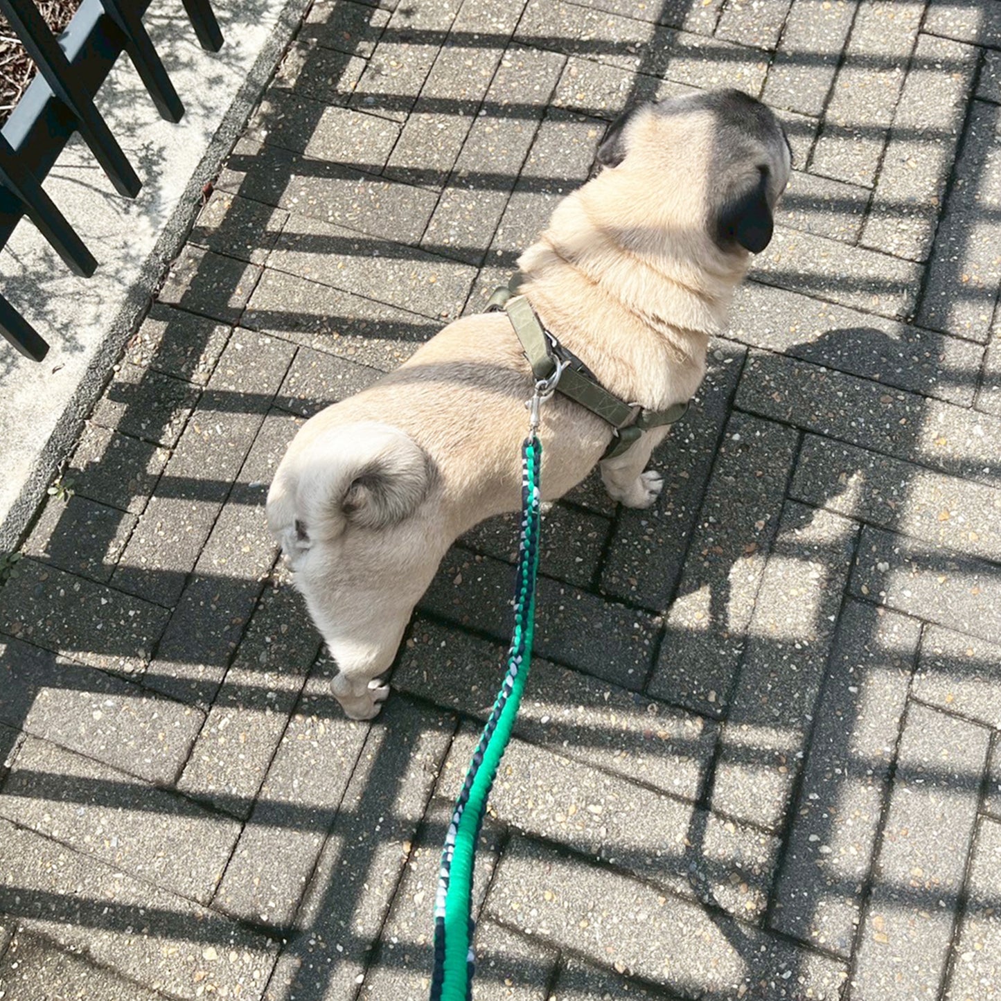 PROJECT1000 dog leash long